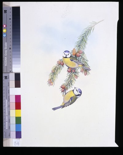 Herrerillo común (Parus caeruleus) de John (after) Gould