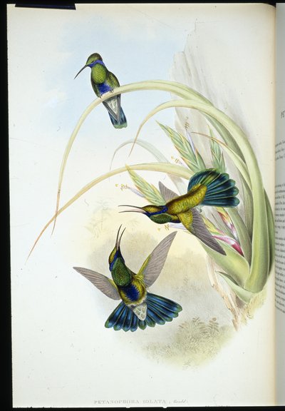 Oreja violeta boliviana (Petasophora Iolata) de John (after) Gould