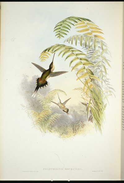 Ermitaño de Bourcier (Phaethornis Bourcieri) de John (after) Gould