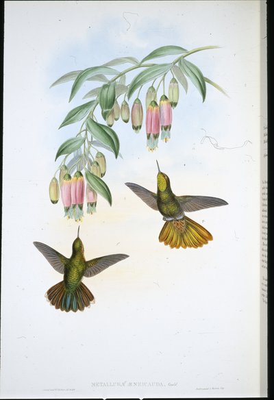 Cola de bronce (Metallura Aeneicauda) de John (after) Gould