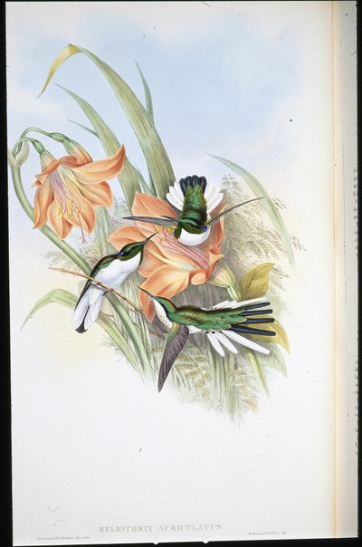 Hada brasileña (Heliothrix auriculatus) de John (after) Gould