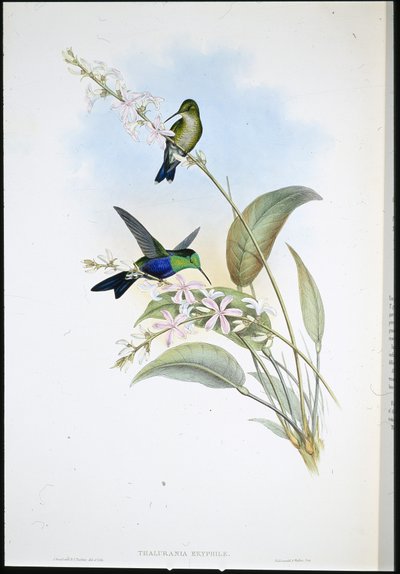 Panoplites brasileño (Thalurania Eryphile) de John (after) Gould