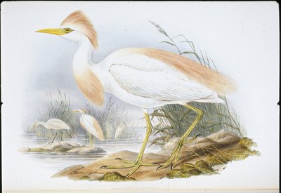 Garcilla cangrejera (Bubulcus Rassatus) de John (after) Gould