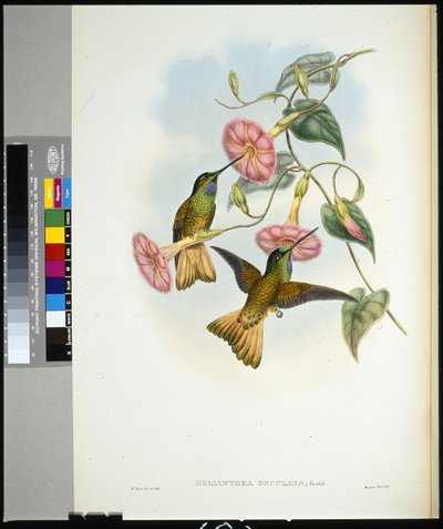Colibrí de cola de búfalo (helianthea osculans) de John (after) Gould