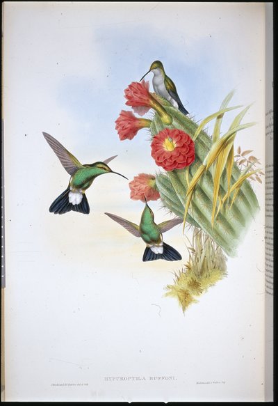 Plumeteador de Buffon (Hypuroptila Buffoni) de John (after) Gould