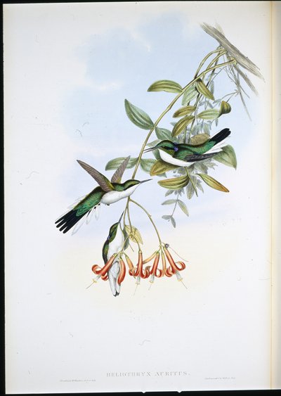 Hada de Cayena (Heliothryx auritus) de John (after) Gould