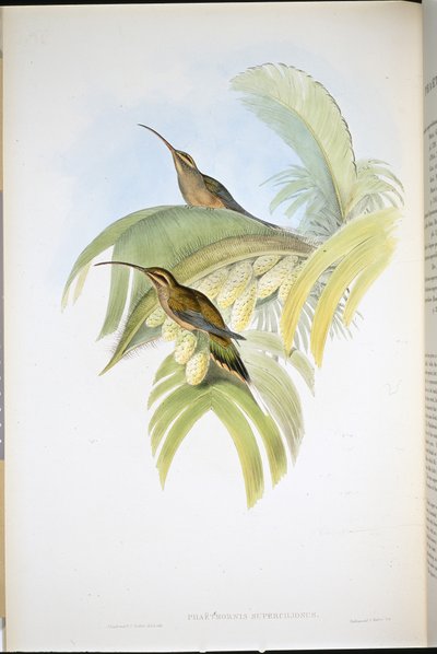 Ermitaño de Cayena (Phaethornis Superciliosus) de John (after) Gould