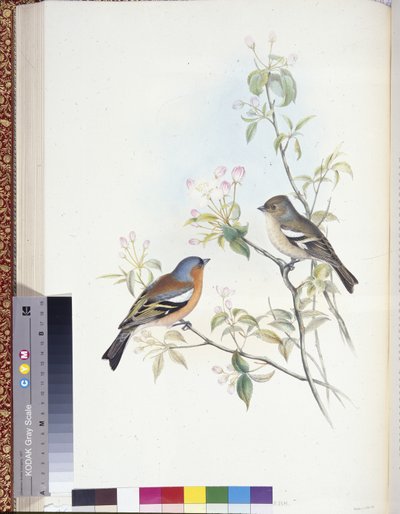 Pinzón vulgar (Fringilla Caelebs) de John (after) Gould