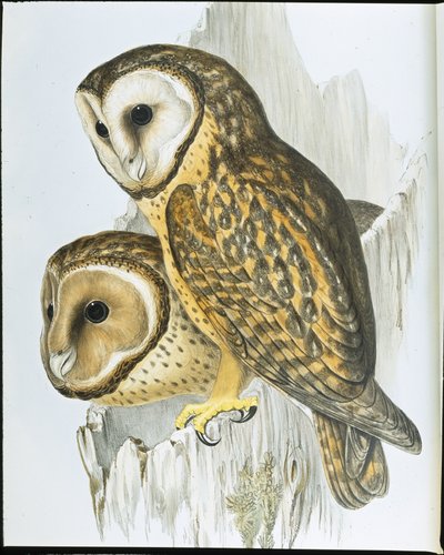 Búho de cara castaña (Strix Castanops) de John (after) Gould