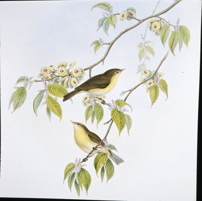 Mosquitero común (Phyllopneuste Rufa) de John (after) Gould