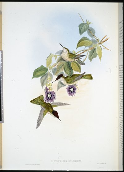 Corona de fuego chilena de John (after) Gould