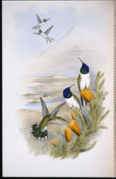 Estrella de colina de Chimobrazian (Oreotrochilus Chimborazo) de John (after) Gould