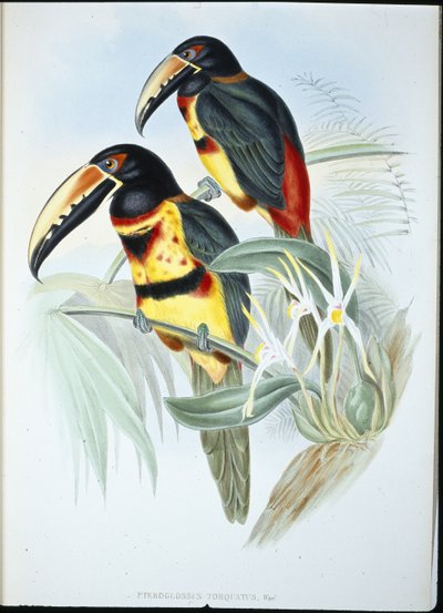 Aracari de collar (Pteroglossus Torquatus) de John (after) Gould