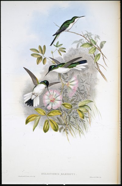 Hada Colombiana (Heliothrix Barroti) (litografía coloreada a mano) de John (after) Gould