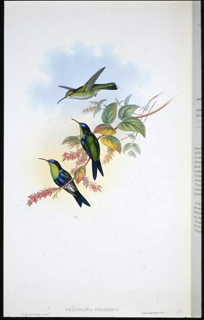 Panoplites colombiano / Ninfa de madera colombiana (Thalurania Colombica) de John (after) Gould