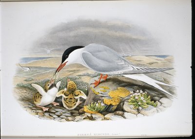 Charrán Común (Sterna Hirundo) de John (after) Gould