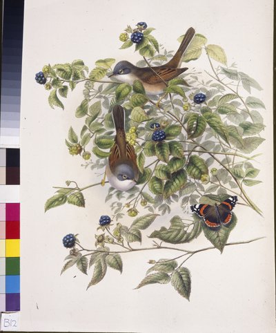 Curruca común (Sylvia communis) de John (after) Gould