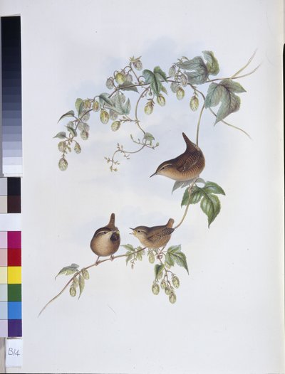 Chochín común (Troglodytes Europeus) de John (after) Gould