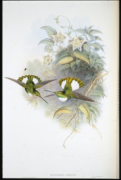 Inca de Conrad (Bourcieria Conradi) de John (after) Gould