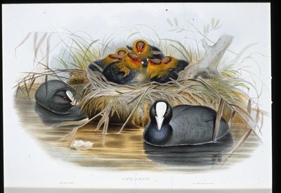 Focha Común (Fulica Atra) (litografía coloreada a mano) de John (after) Gould