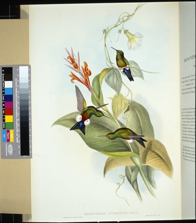 Pata de soplo de vientre cobrizo (eriocnemis cupreiventris) de John (after) Gould