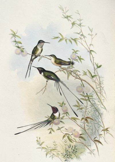 Cola de Tijera de Cora (litografía coloreada a mano) de John (after) Gould