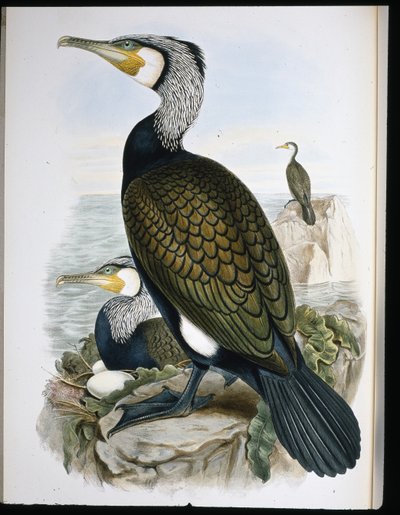 Cormorán grande (Phalacrocorax Carbo) de John (after) Gould