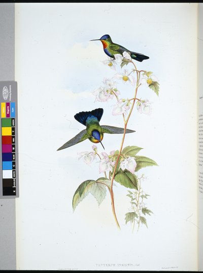 Colibrí de Costa Rica (Panterpeinsignis) (litografía coloreada a mano) de John (after) Gould