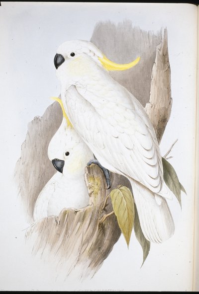 Cacatúa crestada (Cacatua Galerita) de John (after) Gould