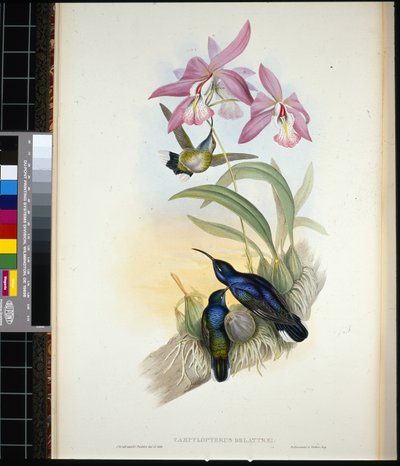 Ala de sable de De-Lattre (campylopterus Delattrei) de John (after) Gould