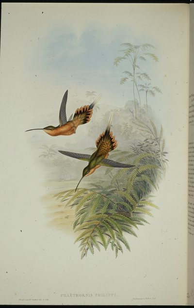 Ermitaño de Fillipi (Phaethornis Philippi) de John (after) Gould