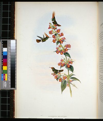 Coqueta de De Lattre (lophornis Delattrei) (litografía coloreada a mano) de John (after) Gould