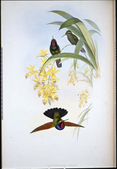 Granate de De Rham (Lamprolaima Rhami) de John (after) Gould