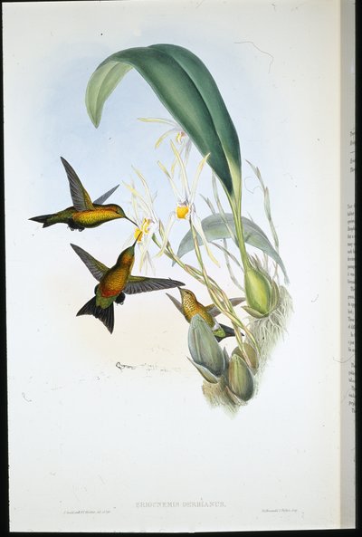 Pata de soplo de Derby de John (after) Gould