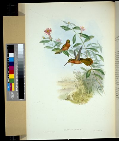 Ermitaño de Dohrn (glaucus Dohrni) (litografía coloreada a mano) de John (after) Gould