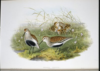 Correlimos Común (Pelidna Cinclus) de John (after) Gould