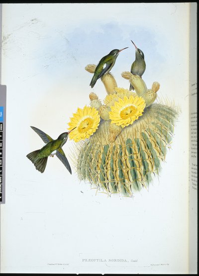 Colibrí oscuro (Phaeoptila Sordida) de John (after) Gould