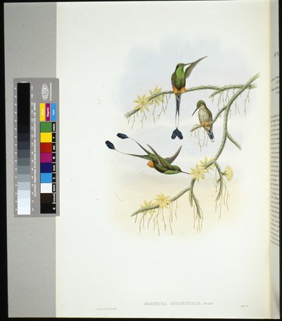 Cola de raqueta de Ecuador (spathura solstitialis) de John (after) Gould