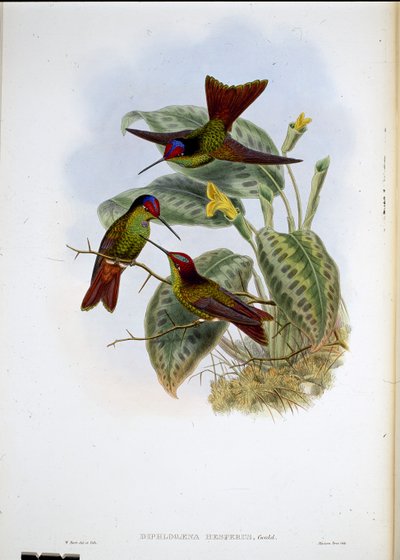 Arco iris ecuatoriano (Diphlogaena Hesperus) de John (after) Gould