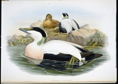 Pato eider (Somateria Mollissima) de John (after) Gould