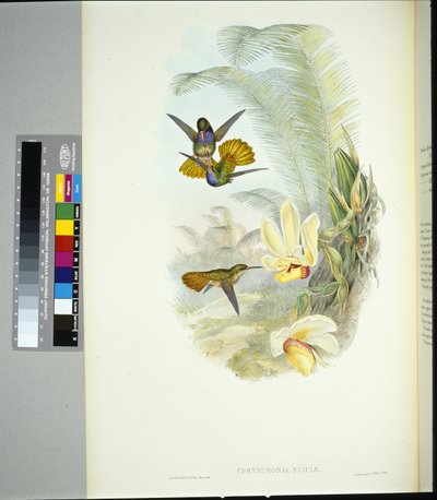 Cola Dorada de Elicia (chrysuronia eliciae) (litografía coloreada a mano) de John (after) Gould