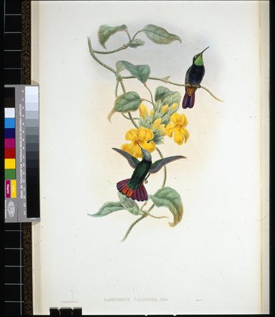 Topacio de Elliot (Lampornis calosoma) de John (after) Gould