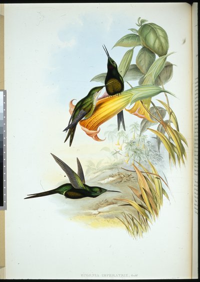 Colibrí emperatriz (Eugenia Imperatrix) de John (after) Gould