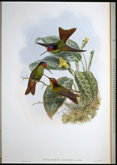 Arco iris ecuatoriano (Diphlogaena hesperus) de John (after) Gould