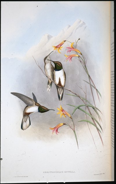 Colibrí estrella de colina de Estella (Oreotrochilus Estella) de John (after) Gould