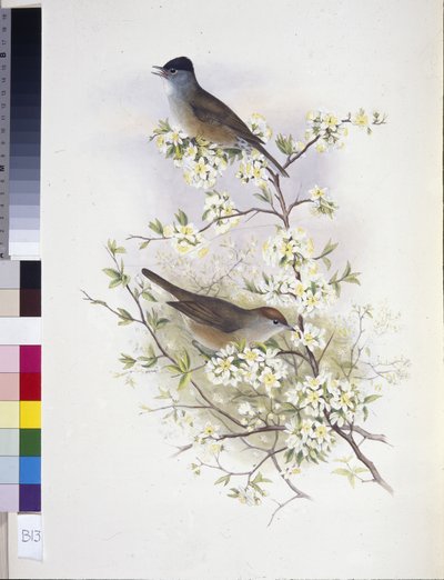 Curruca capirotada (Sylvia atricapilla) de John (after) Gould