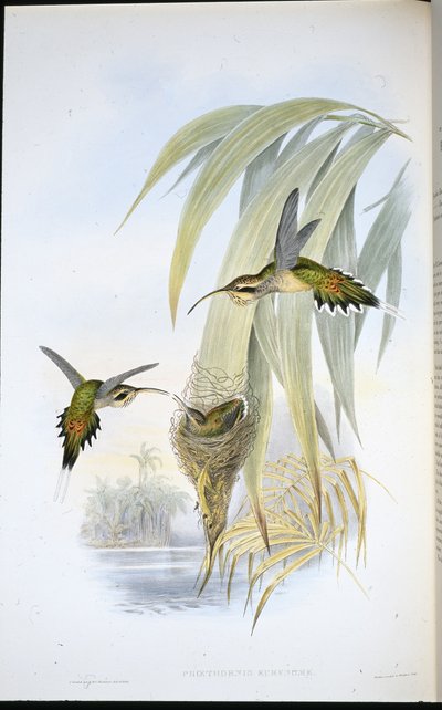 Ermitaño de Eurynome de John (after) Gould