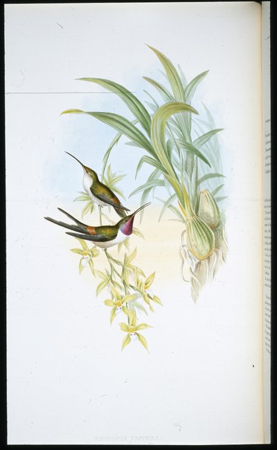 Colibrí vespertino (Rhodopis Vespera) de John (after) Gould