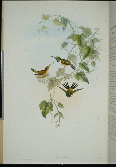 Estrella de madera de Fanny (calothorax Fanny) de John (after) Gould