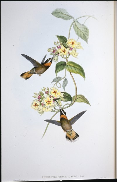 Colibrí de Garganta Barbada de Cola Cervina (Threnetes Cervinicauda) de John (after) Gould